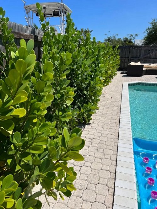 Clusia Landscaping Ideas Poolside Clusia Hedge