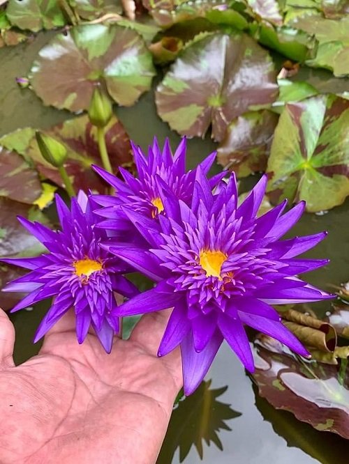 Water Lily in water