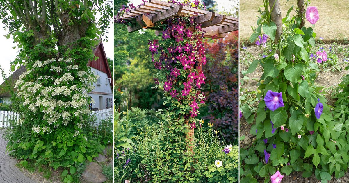 15 Vines That Grow on Trees | Balcony Garden Web