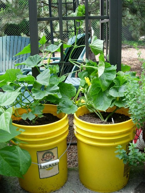 Bucket Vegetable Planters