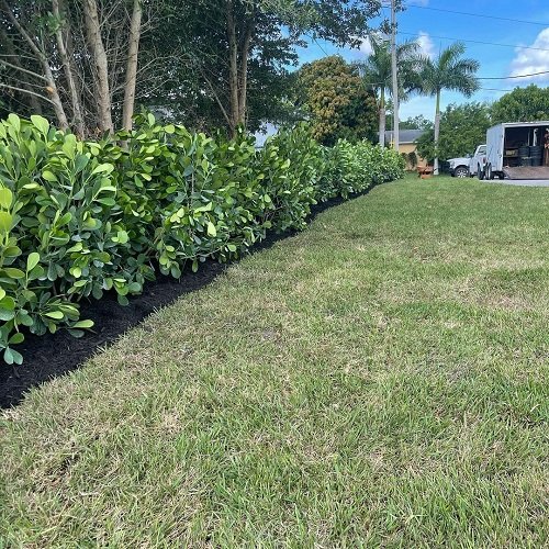  Dark and Green Mix Clusia Landscaping Ideas 17