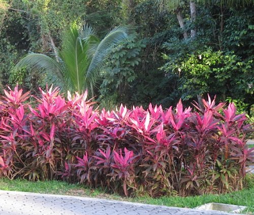 Driveway with Cordylines