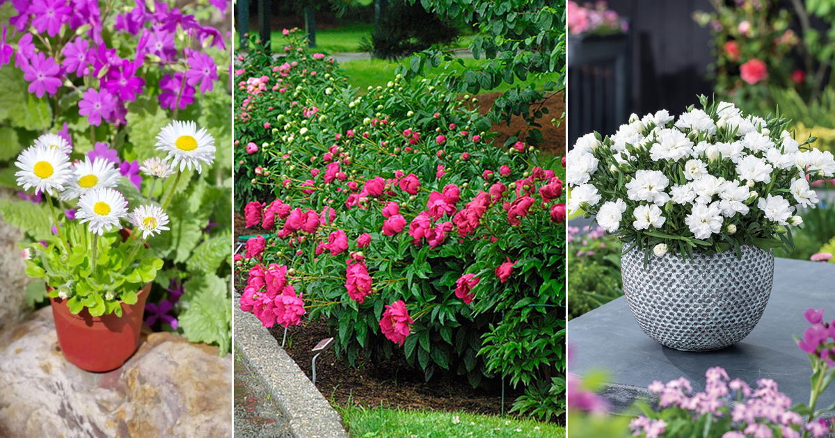 18 Beautiful Flowers that Represent Family Balcony Garden Web