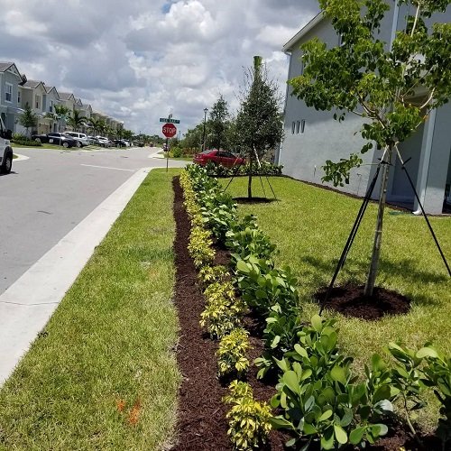 As a Pavement Border Clusia Landscaping Ideas 19