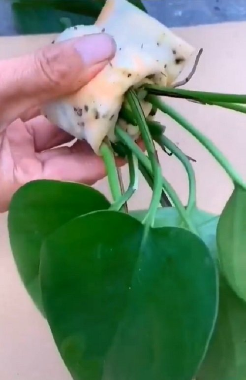 Propagate Any Plant Cutting Quickly Using this Trick