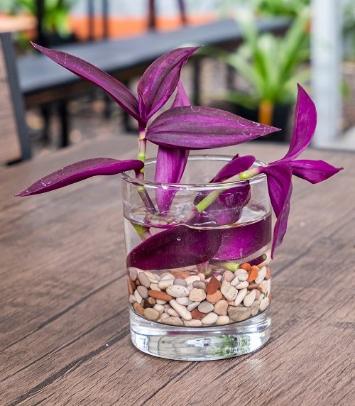 Purple Plants You Can Grow in Water 2
