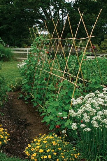 26 Easy and Cool DIY Bean Trellis Ideas | Balcony Garden Web