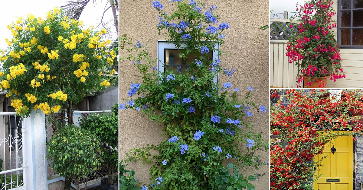 22 Stunning Shrubs that Climb like a Vine | Balcony Garden Web