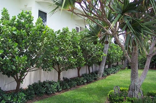 best Clusia Landscaping Ideas 24