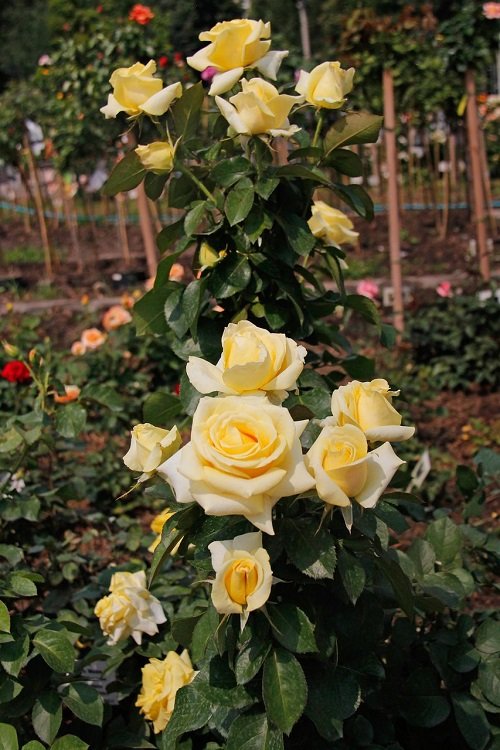 Different Types of Yellow Roses1