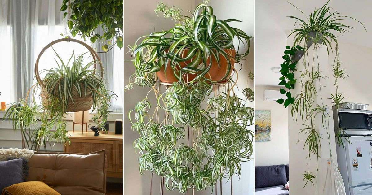 18 Best Ideas to Grow Spider Plant Vertically | Balcony Garden Web