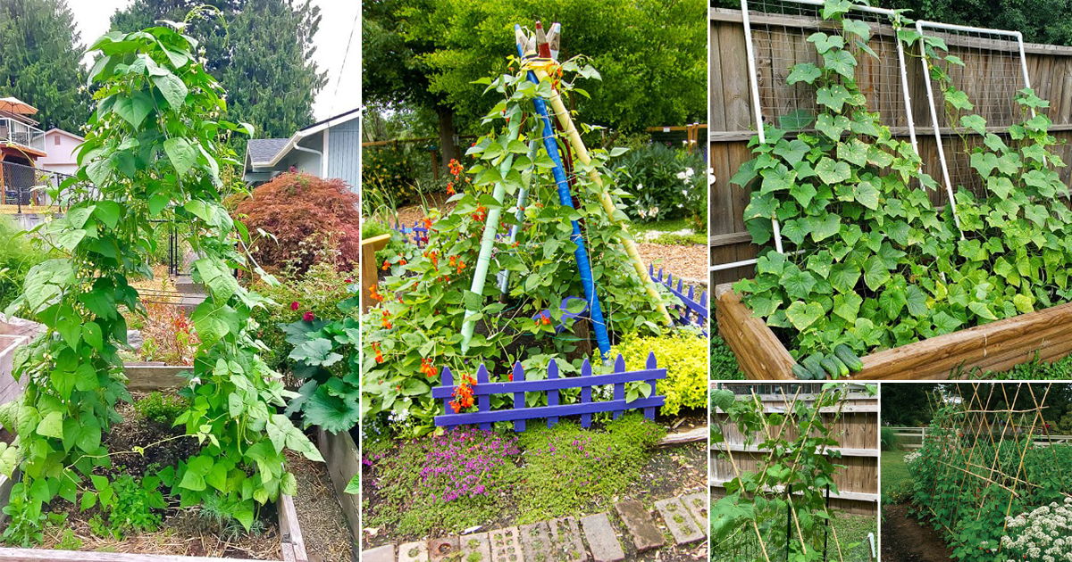 26 Easy and Cool DIY Bean Trellis Ideas