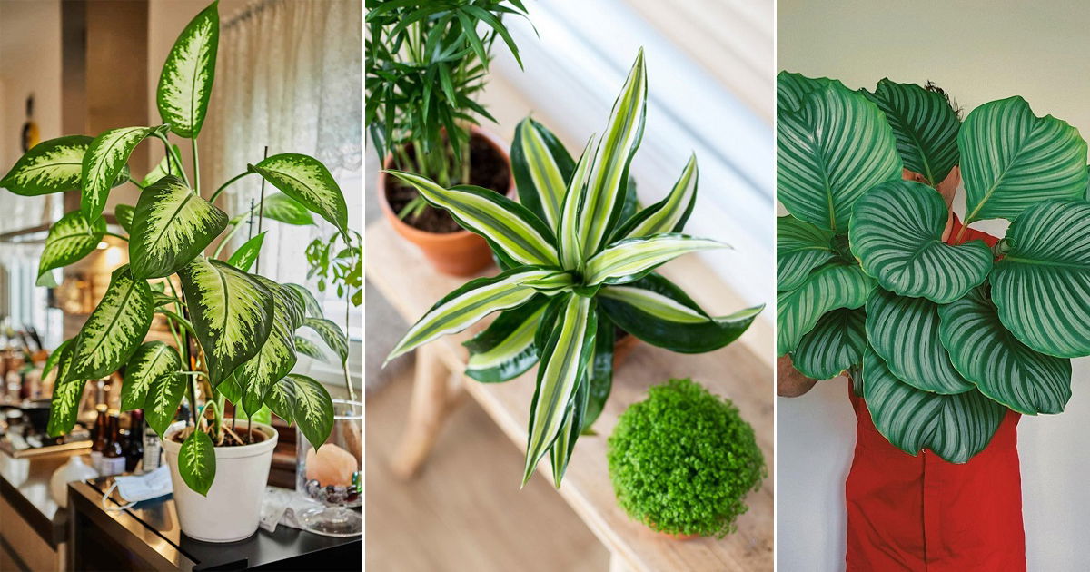 Plants That Grow Without Sunlight | 30 Best Plants To Grow Indoors