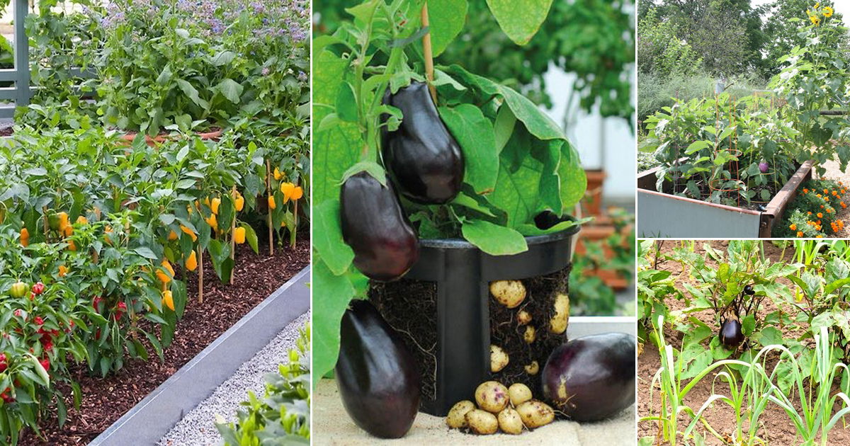 Image of Eggplant and cilantro planting companions