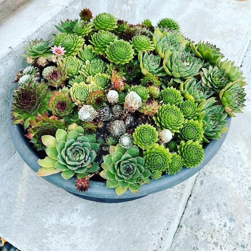 Ways to Propagate Hens and Chicks