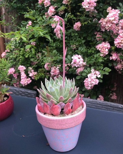 Succulents With Pink Flowers 11