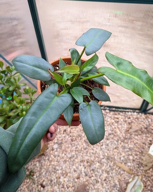 Philodendron Atabapoense 2