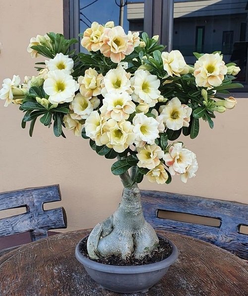 Succulent With White Flowers 4