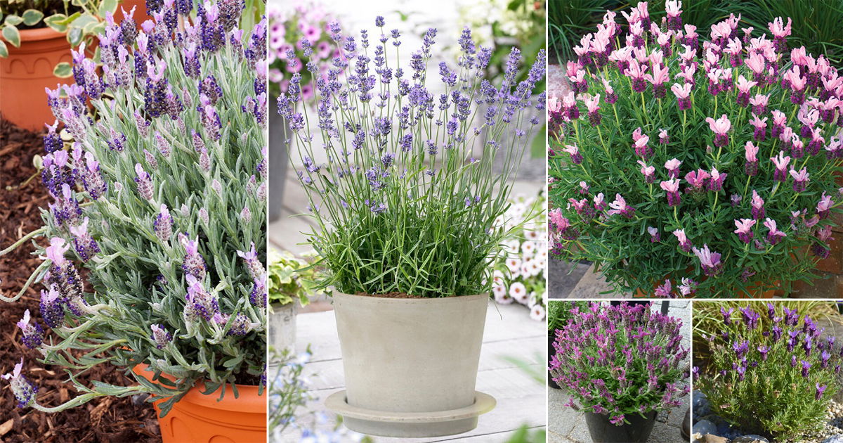 41 Best Types of Lavender | Lavender Varieties