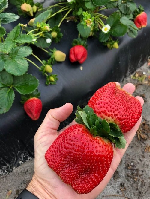 How to Grow Giant Strawberries