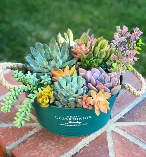 What To Do With A Succulent Flower Stalk 5