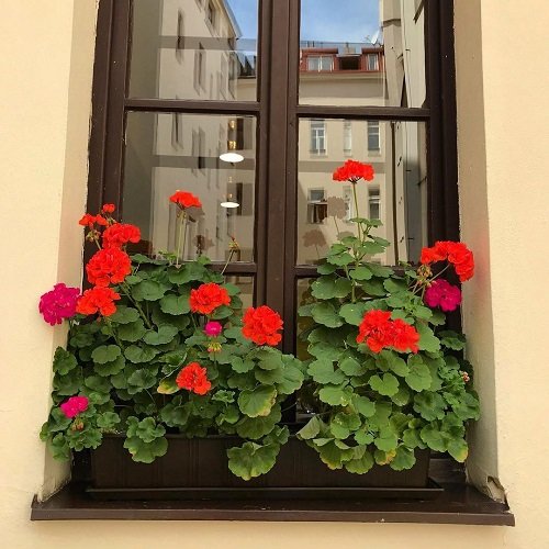 beautiful Plants for Window Boxes 5