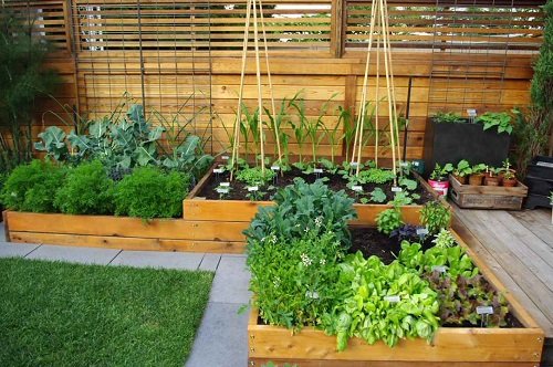 Vegetable Garden Using Wooden Planks