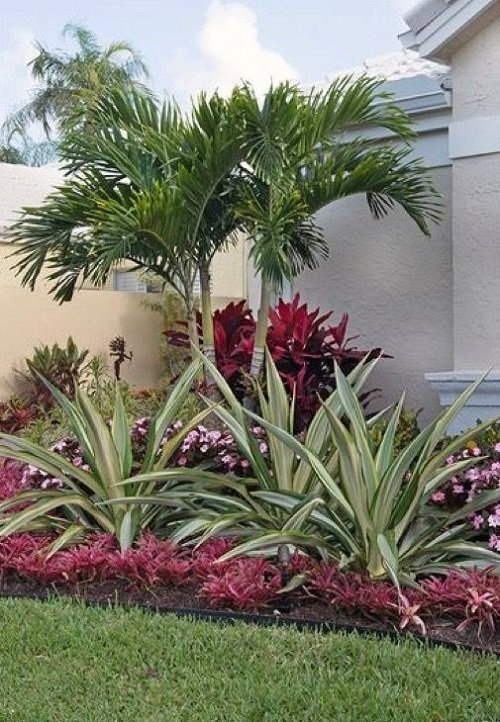 Cordyline and Palm Trees