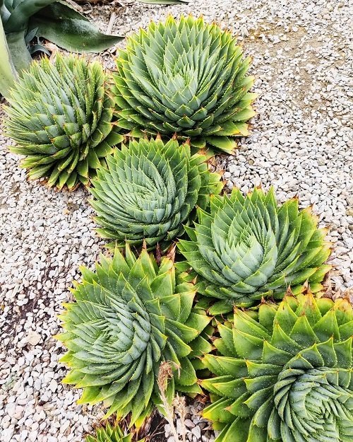 Spiky Plants 7