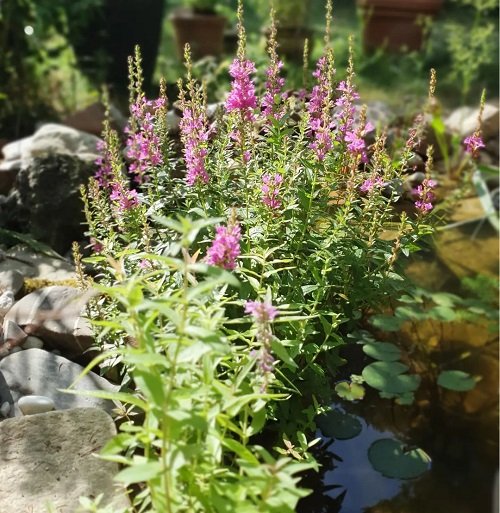 Purple Plants You Can Grow in Water 8