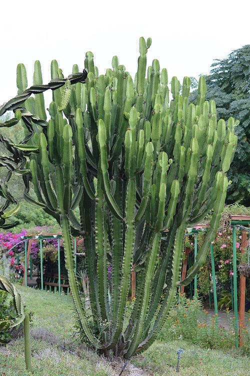Types of Columnar Cactus Varieties 11