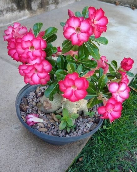 35 Stunning Types of Desert Rose Varieties | Balcony Garden Web
