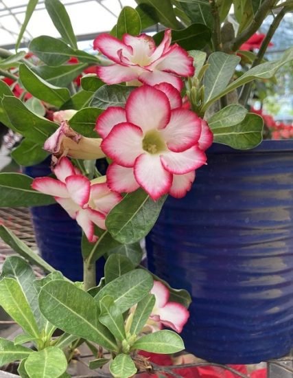 35 Stunning Types of Desert Rose Varieties | Balcony Garden Web