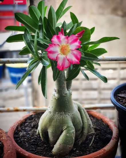 35 Stunning Types of Desert Rose Varieties | Balcony Garden Web