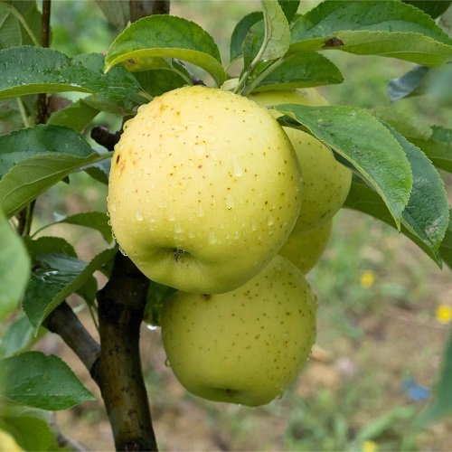 Yellow Apple Varieties 5