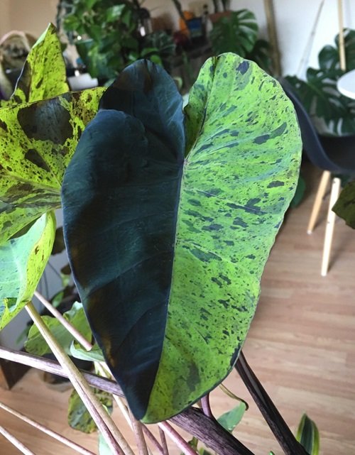 Alocasia mojito indoor plant 