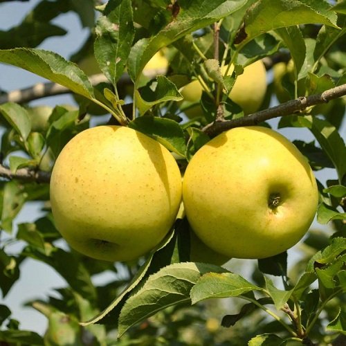 Yellow Apple Varieties 11