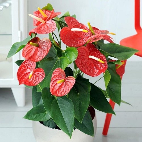 Anthurium plant for Gifting