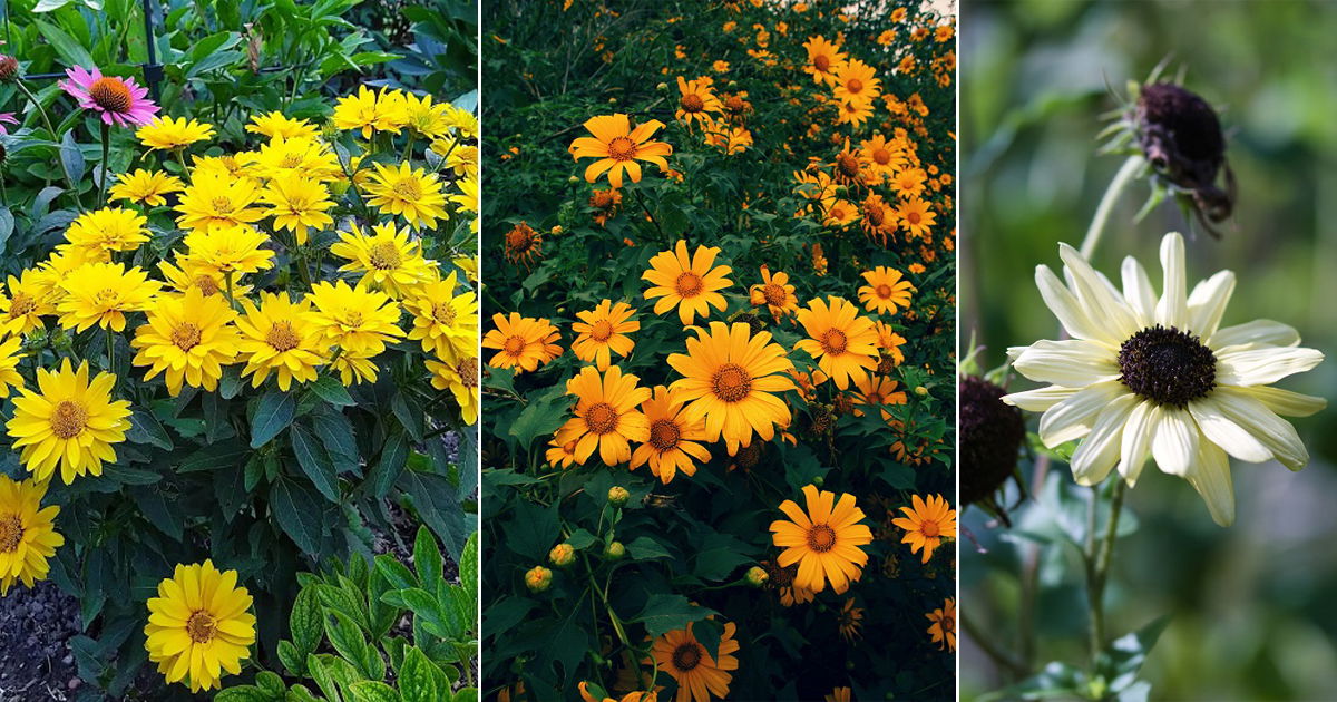 Are Sunflower Perennials | 8 Best Perennial Sunflower