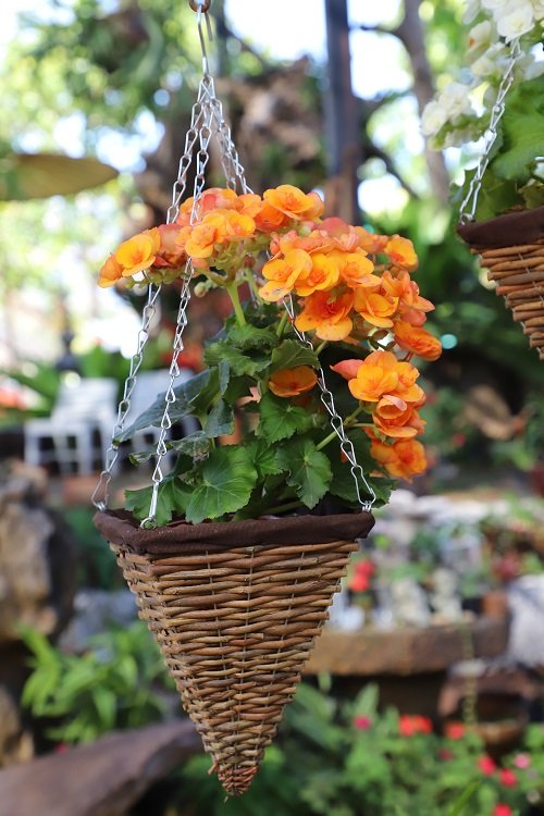 Trailing Flowers for Hanging Baskets 9