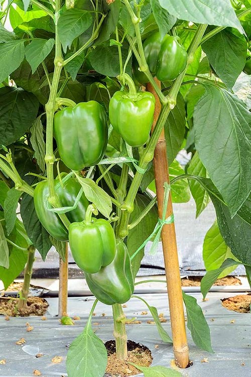 Tips to Grow Tastiest Bell Peppers 1
