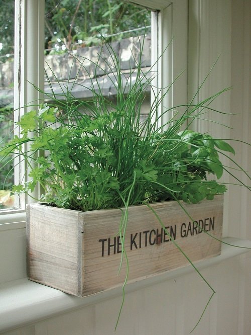 top Best Window Box Herbs to Grow