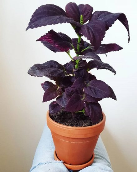 54 Most Beautiful Purple Coleus Varieties | Balcony Garden Web