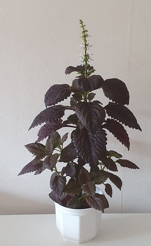 Purple Coleus Varieties 6