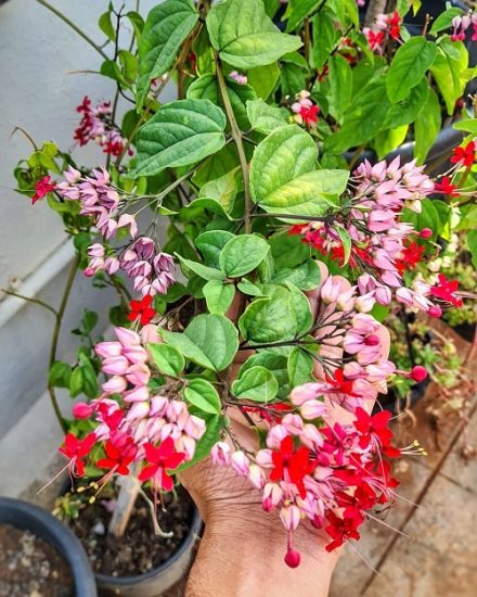 Bleeding Heart Flower Meaning And Facts Balcony Garden Web