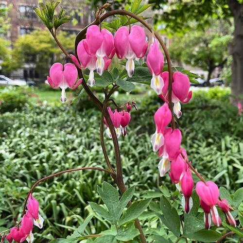 Bleeding Heart Flower Meaning and Facts 3