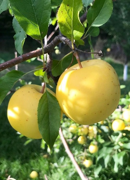 Yellow Apple Varieties 3