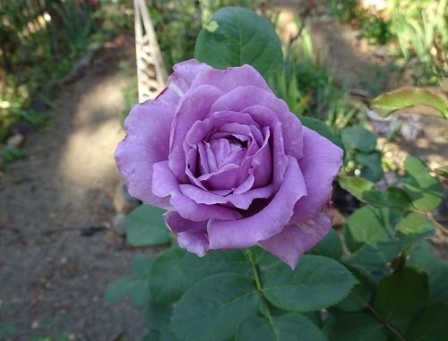 Blue Rose Varieties 5