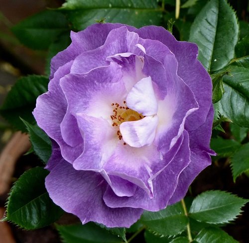 Blue Rose Varieties 1