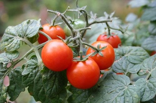 Best Tomatoes for Sandwiches